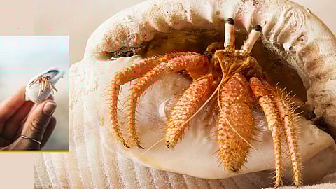 Hermit crabs