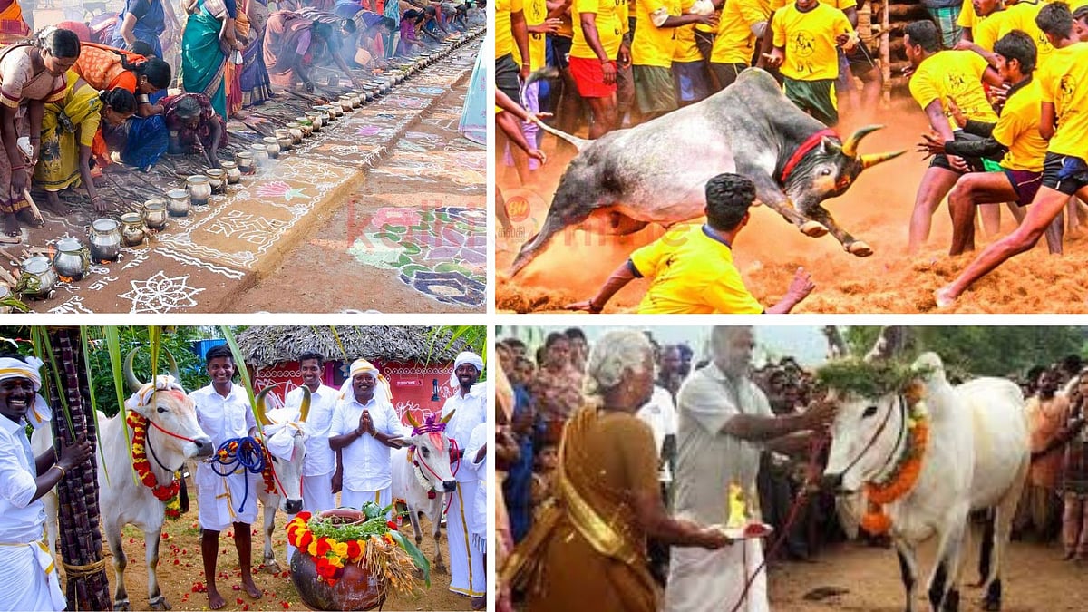 பொங்கல்: இனி இப்படி கொண்டாடினால் என்ன?