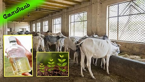 Cow urine used in Agriculture 