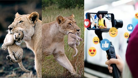 The lion cub in the mouth, social media