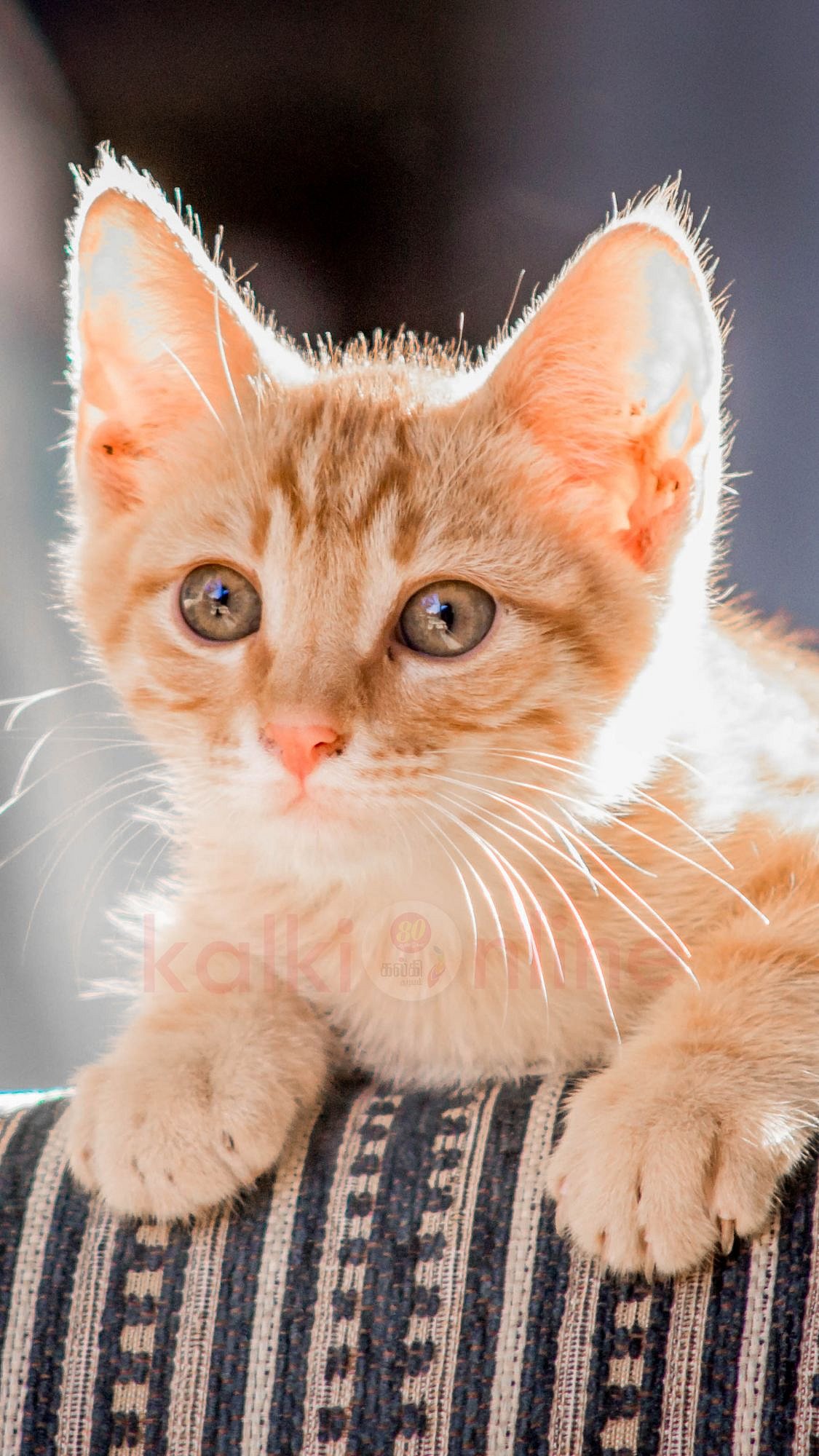 பூனை கத்தினால் உங்கள் உடலில் என்ன நடக்கும் தெரியுமா? தெரிஞ்சா ஆச்சரியப்படுவீங்க!