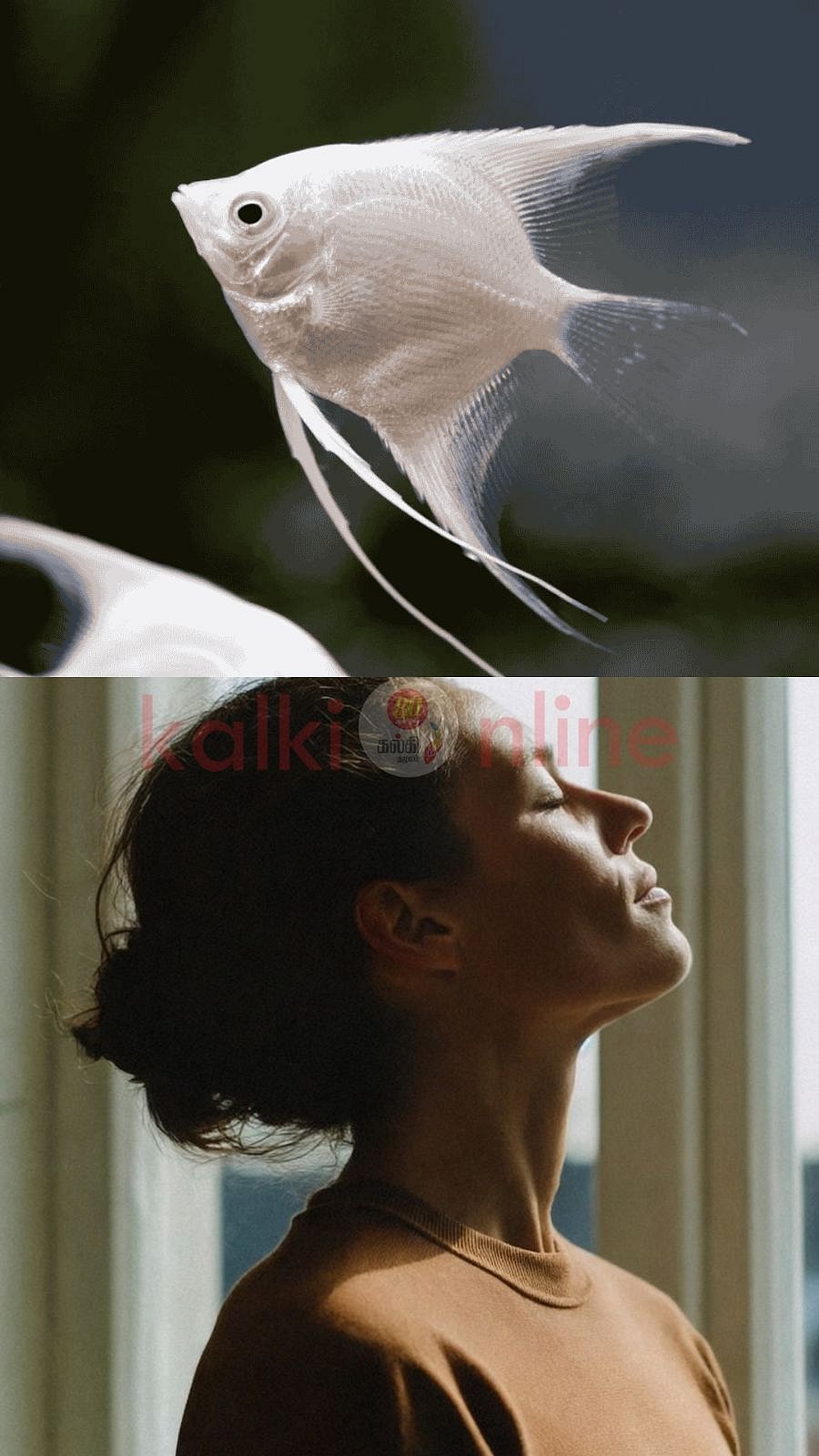 வீட்டில் வளரும் மீன்கள்... எந்த நிற மீனுக்கு என்ன பலன்? கருப்பு நிற மீன் வளர்க்கலாமா? வாஸ்து சொல்வது என்ன?