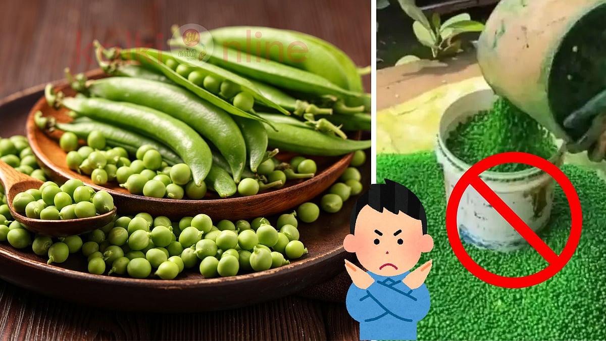 பட்டாணியை தண்ணீரில் போட்டதும் நிறம் மாறுகிறதா? நீங்கள் சாப்பிடுவது பட்டாணி அல்ல... விஷம்! 