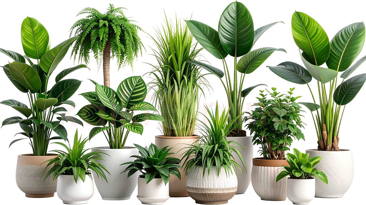 செடிகளுக்கும் மொழி உண்டு! அறிவியலை அதிர வைத்த தாவரங்களின் உரையாடல்!