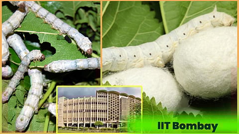 IIT Bombay introduce new technique in sericulture