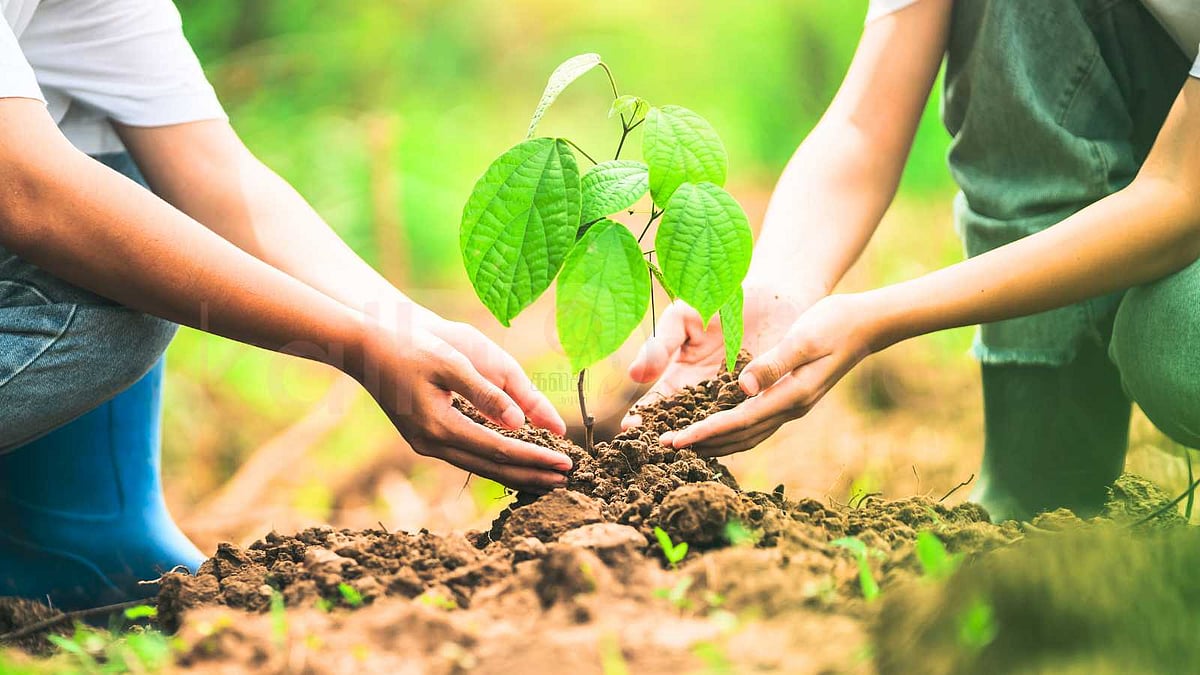 மரம் நடுதலும் ஒரு வகை தர்ப்பணமே! பத்ம புராணம் காட்டும் பாதை!