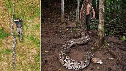 world longest python
