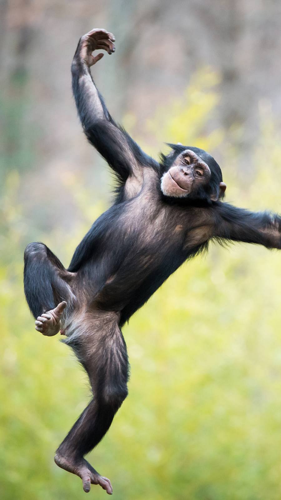 கிச்சுகிச்சு மூட்டினால் சத்தமாகச் சிரிக்கும் சிம்பன்சி! பலரும் அறியா அதிர்ச்சி உண்மைகள்!