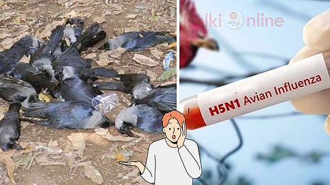 crows death and H5N1 Avian Influenza virus