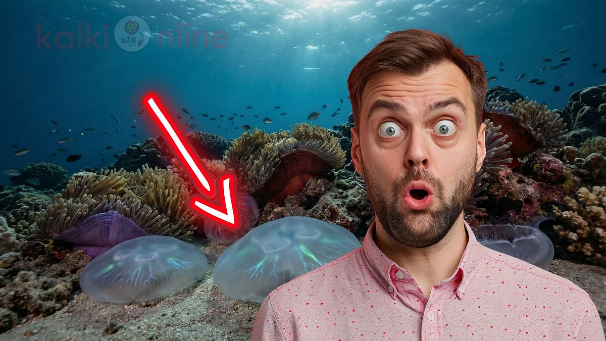 மூளை இல்லாத ஜெல்லிமீன்களும் குறட்டை விட்டுத் தூங்கும்... அறிவியலை அதிரவைக்கும் புதிய உண்மை!