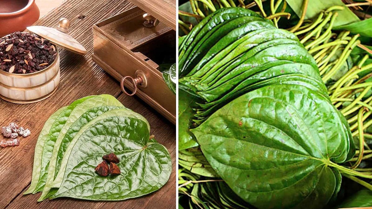 காம்பைக் கிள்ளி... சுண்ணாம்பு தடவி... வெற்றிலை போடுவதும் ஒரு கலைதான்!