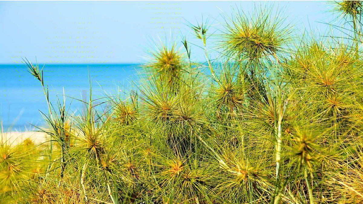 கடற்கரையின் எல்லைக் காவலன் 'இராவணன் புல்': மணல் அரிப்பைத் தடுக்கும் இயற்கை அரண்!