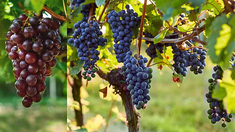 want to grow grapes at home?