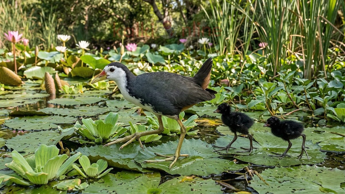 பார்க்க கோழி மாதிரி இருக்கும்... ஆனா தண்ணி மேல செமயா நடக்கும். கம்புள் கோழியின் விசித்திர வாழ்க்கை!