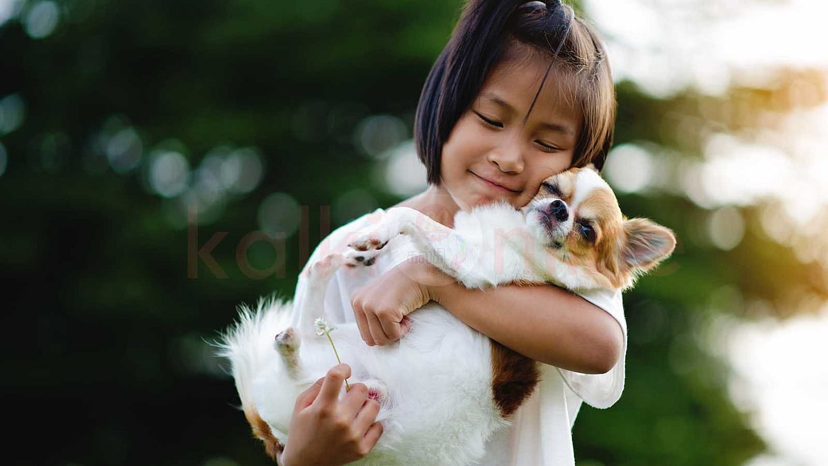 சைஸை பார்த்து எடை போடாதீங்க! சிங்கத்தையே முறைக்கும் இந்த 'குள்ள' நாயின் பின்னணி என்ன?