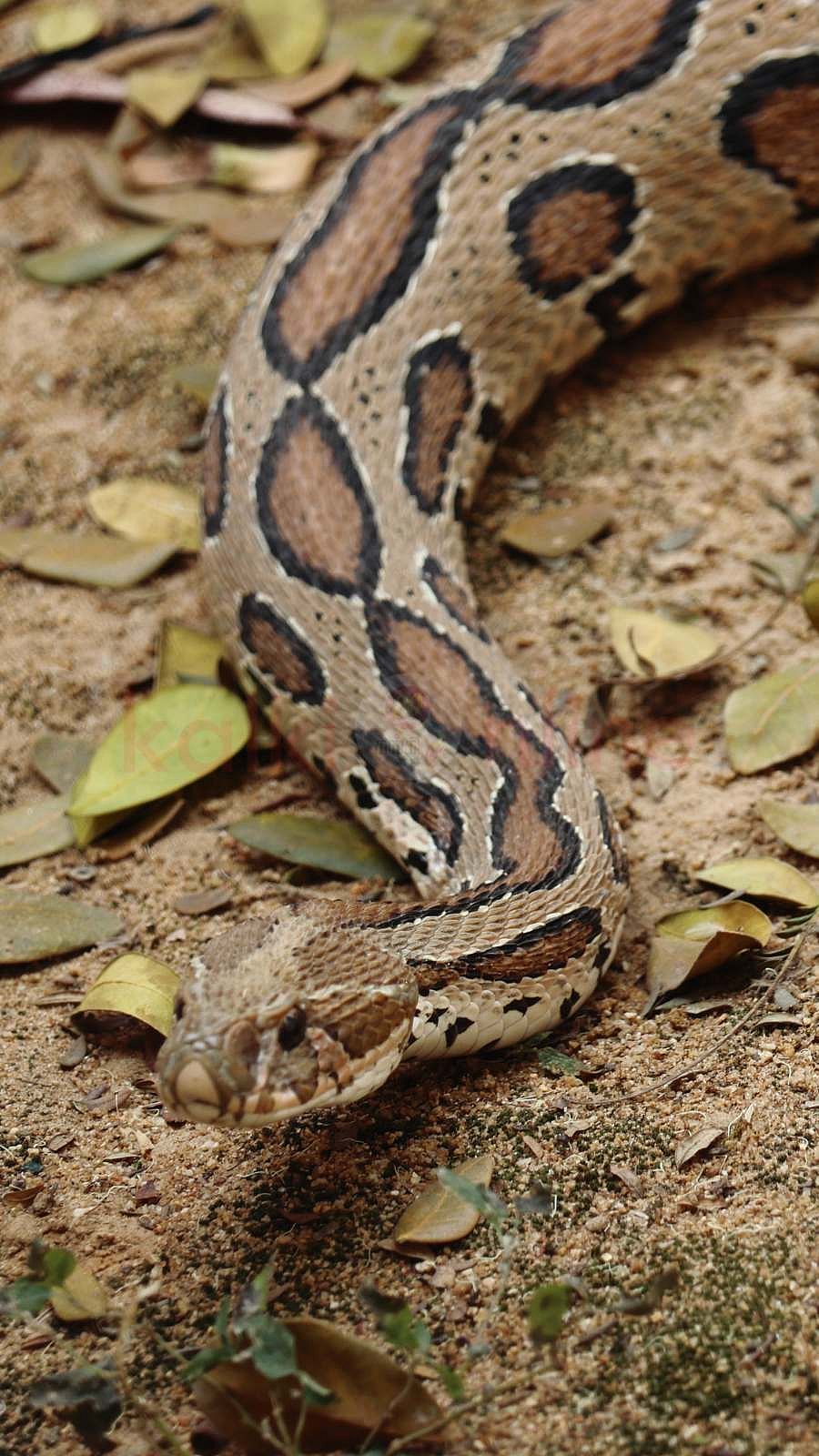 கண்ணாடி விரியன்: உங்களுக்குத் தெரியாத 10 திகில் உண்மைகள்!