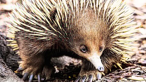 amazing creature Echidna