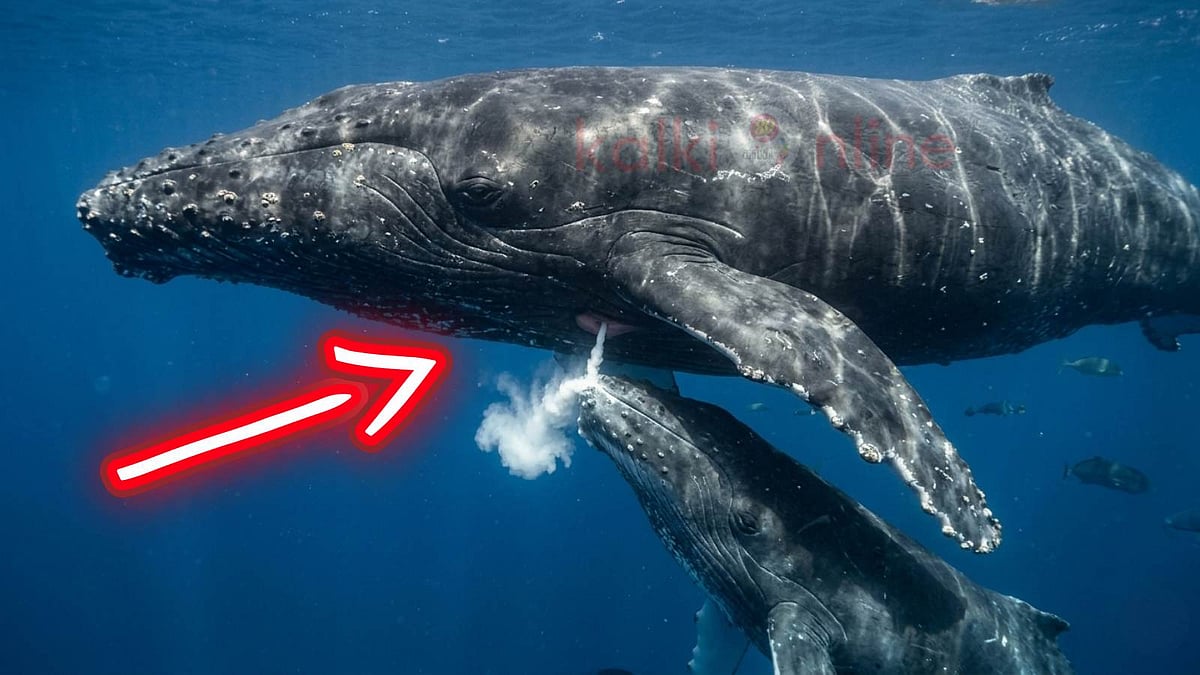 தண்ணீரிலேயே நடக்கும் மேஜிக்... திமிங்கலத்தின் தாய்ப்பால் பற்றி பலரும் அறியாத பகீர் உண்மைகள்!