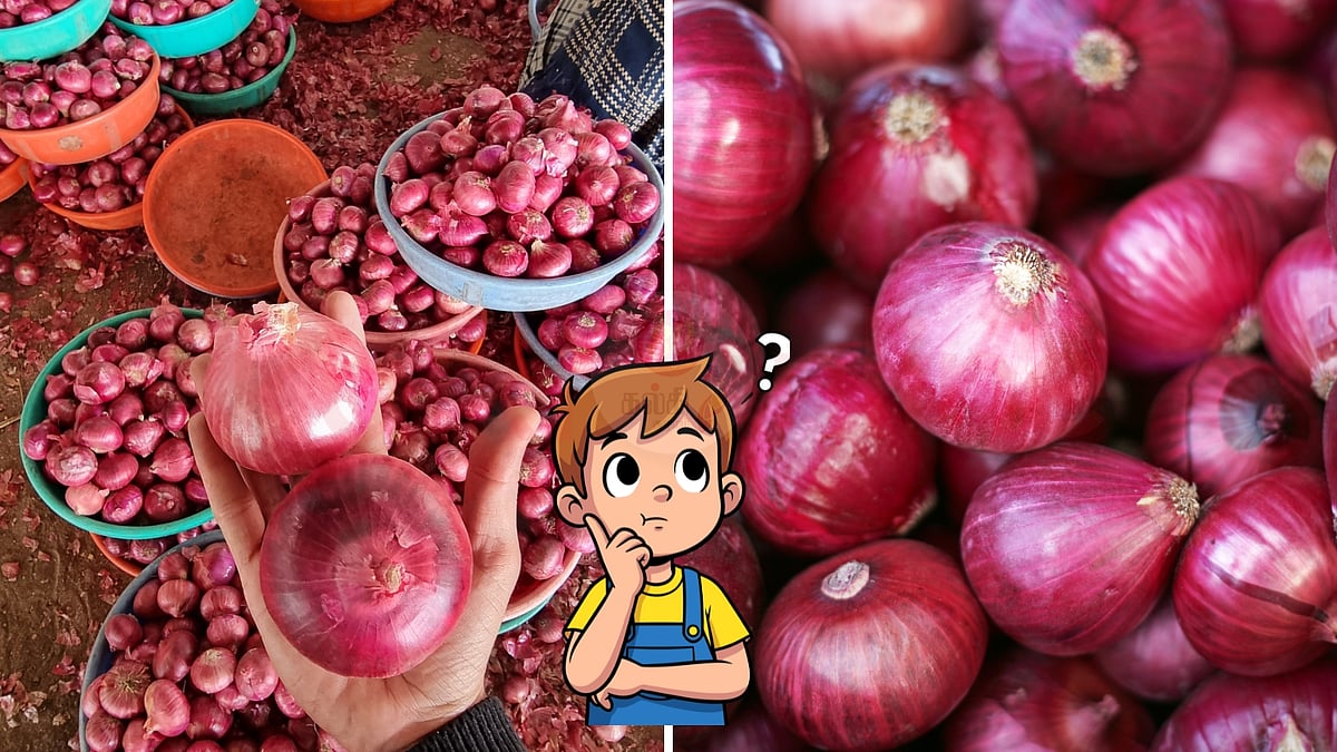 பெரிய வெங்காயம் சின்னதா வாங்கு, சின்ன வெங்காயம் பெரியதா வாங்கு!