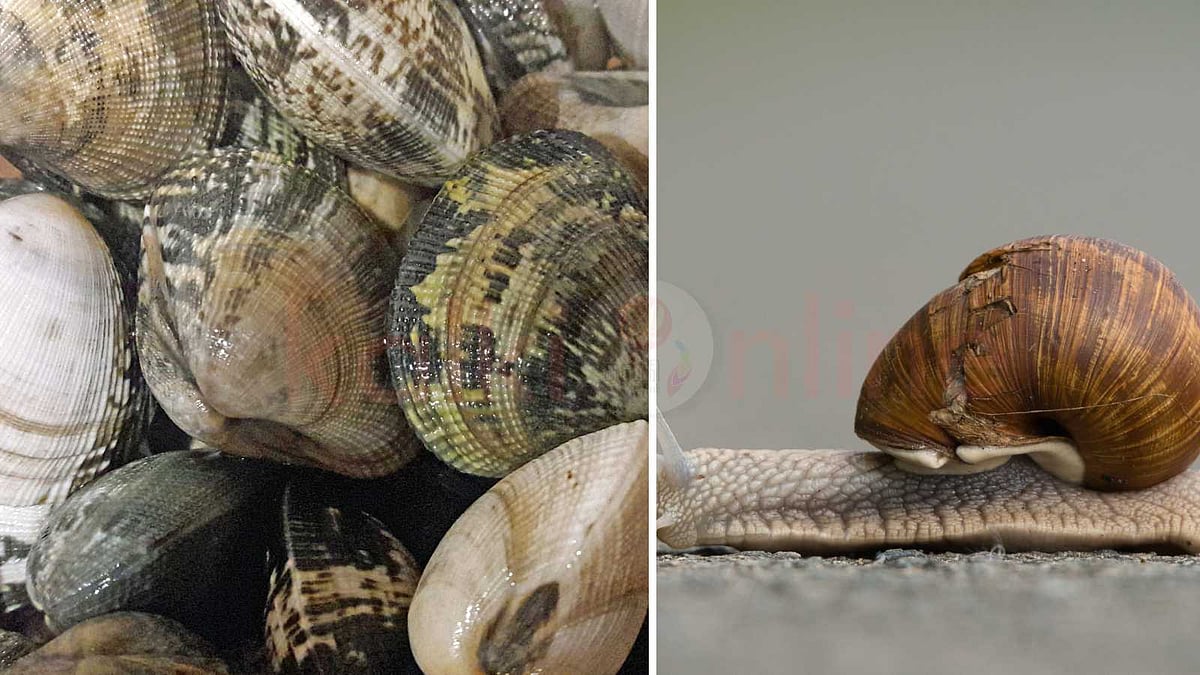 மெல்லுடலிகள்: இயற்கையின் கண்ணுக்குத் தெரியாத நண்பர்கள்!