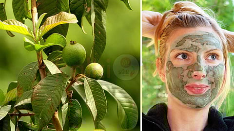 Guava Leaves Benefits