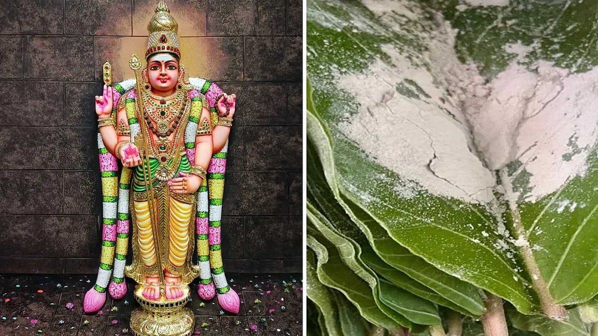 தீராத நோய் தீர்க்கும் 'வேத' இலை: திருச்செந்தூர் பிரசாத ரகசியங்கள்!