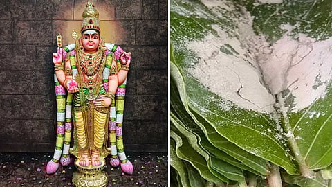 Secrets of Tiruchendur Prasadam