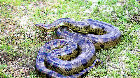 green anaconda facts