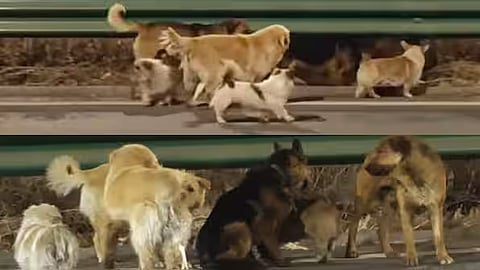 Seven stolen dogs escape moving truck in China