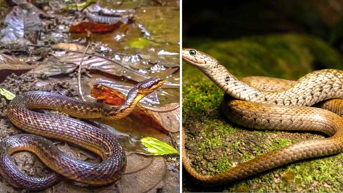 இயற்கையின் 'உயிரியல் புதையல்'! வடகிழக்கு இந்தியக் காடுகளில் ஒளிந்திருந்த ரகசியம்!