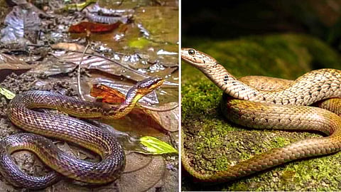 keelback-snake