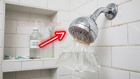 Shower Head Pink Fungus