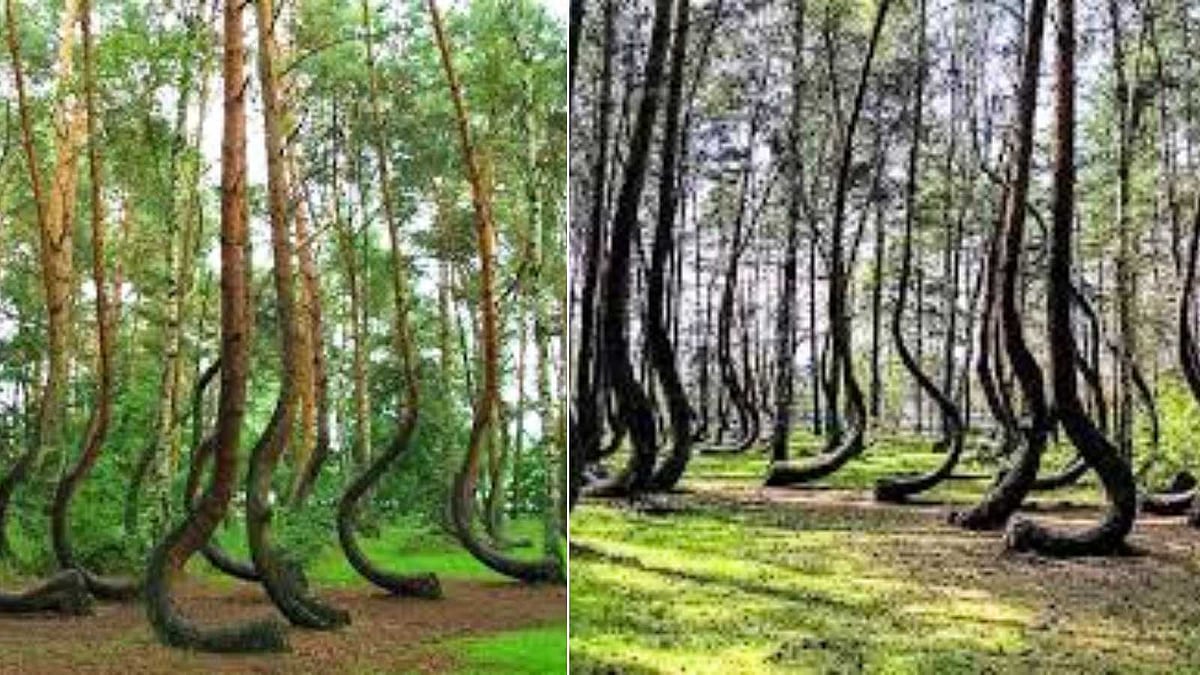 ஒரே திசையில் வளைந்து வளரும் 400 மரங்கள்! இயற்கையின் விந்தையா? நாஜிக்களின் சதியா?