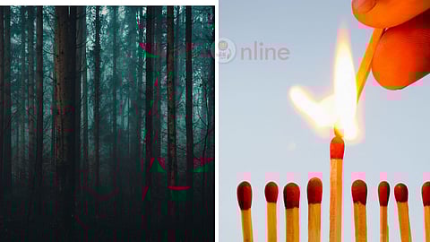 forest and matchstick 