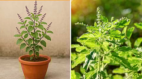 tulsi-plant