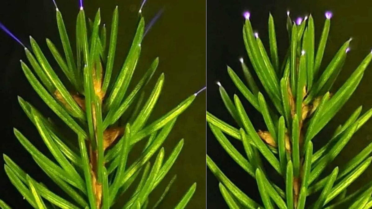 மின்னல் முதல் ஹைட்ராக்சில் வரை: காடுகள் புவி வெப்பமாதலைத் தடுப்பது எப்படி?