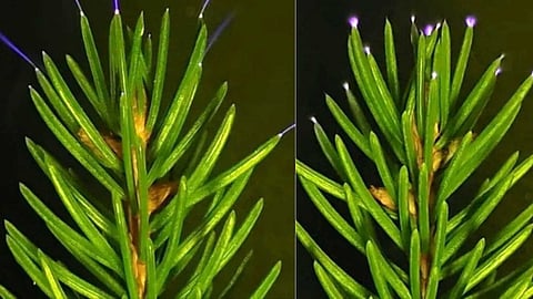 mysterious-glowing-trees