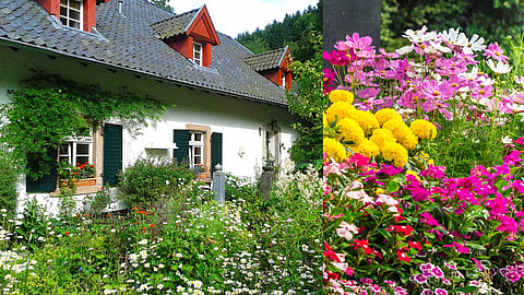 summer-gardening-tips