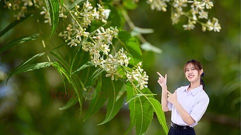 neem flower benefits