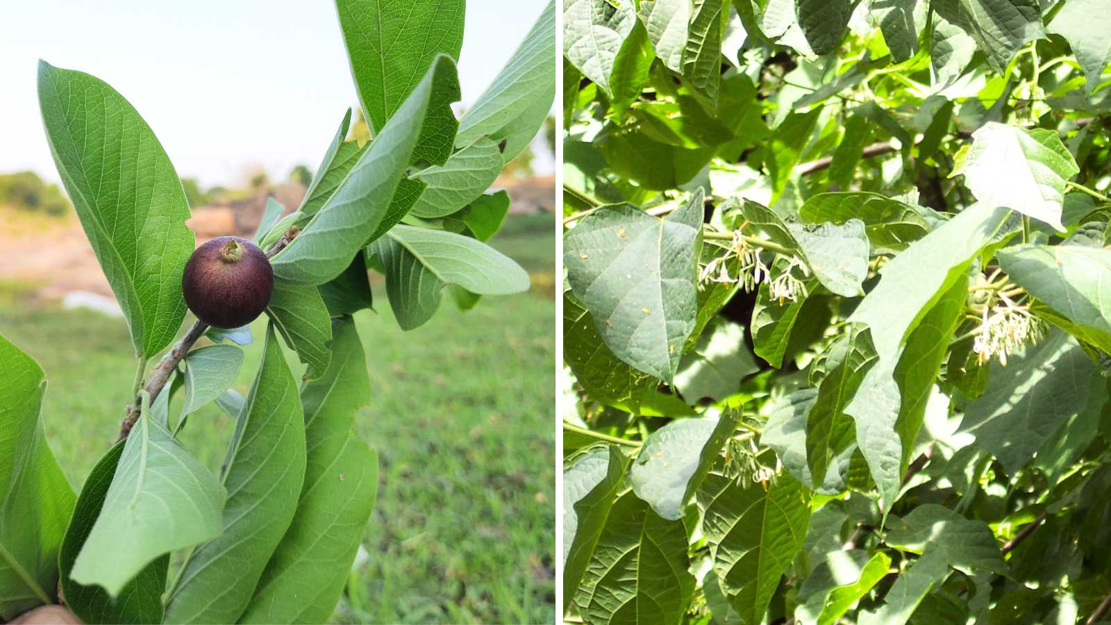 சங்க இலக்கியம் போற்றும் 'அழிஞ்சில்': நஞ்சு முறிக்கும் மருத்துவ அரண்!