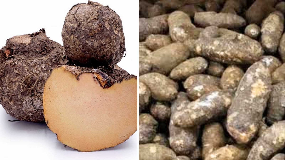 இயற்கையின் கொடை: நரம்புகளுக்கு வலு சேர்க்கும் கருணைக்கிழங்கு மற்றும் சேனைக்கிழங்கு பலன்கள்!