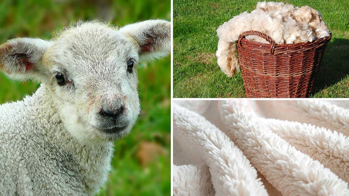 ஆஸ்திரேலியா ஏன் 