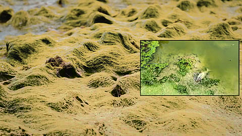 harmful-algal-blooms