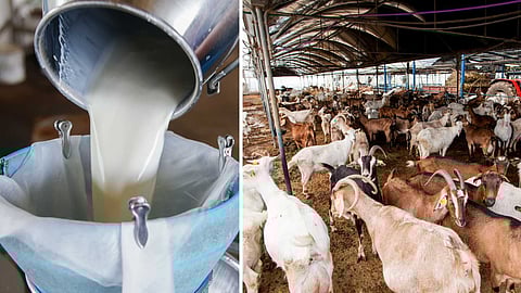 indian-dairy-industry
