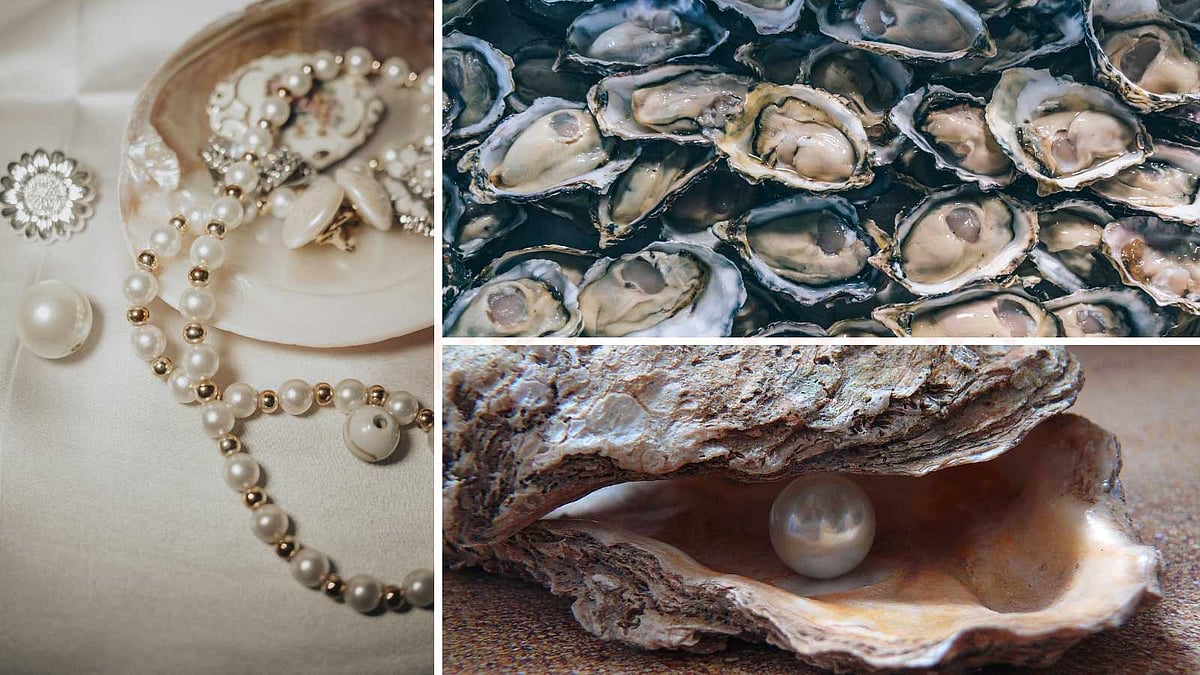 இயற்கையின் அதிசயம்: சிப்பியின் தற்காப்பு எப்படி விலையுயர்ந்த முத்தாக மாறுகிறது?