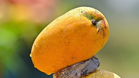 Mango