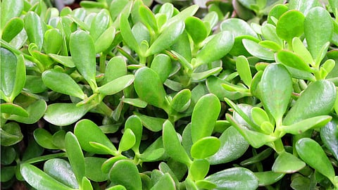 plants-crassula-tips