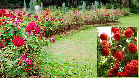 rose-plant-care-tips