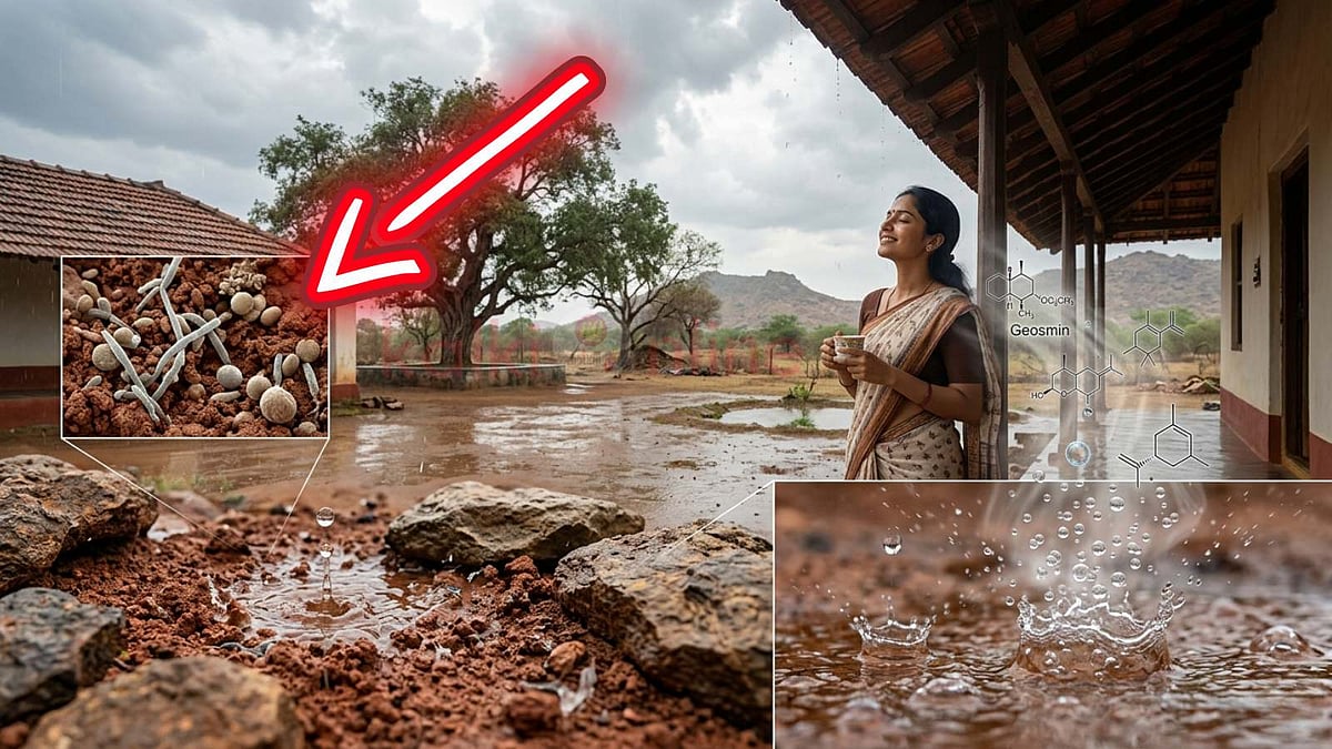 மழையின் போது வரும் மண் வாசனையின் பின்னணியில் இருக்கும் ரகசியம்…  கண்ணுக்கு தெரியாத உயிரினம்தான் காரணமா?