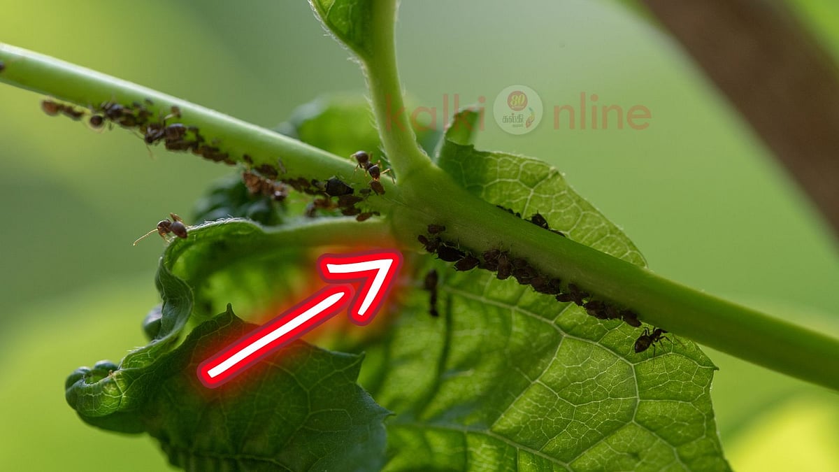 ஒரு ரூபாய் செலவில்லாமல் செடிகளில் மொய்க்கும் எறும்புகளை விரட்ட சூப்பரான ஐடியா இதோ!